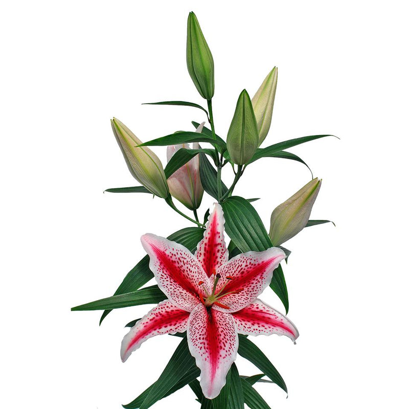 Oriental Lily Tiger Woods