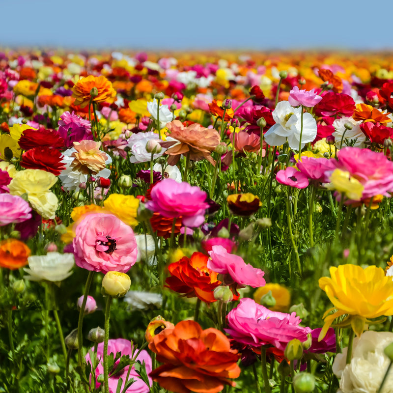 Ranunculus Tecolote? Flower Fields Collection