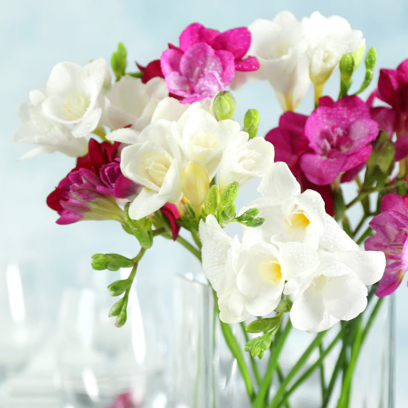 Freesia Romance Collection