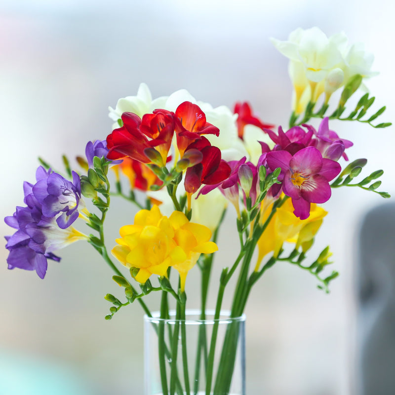 Freesia Singles Mix