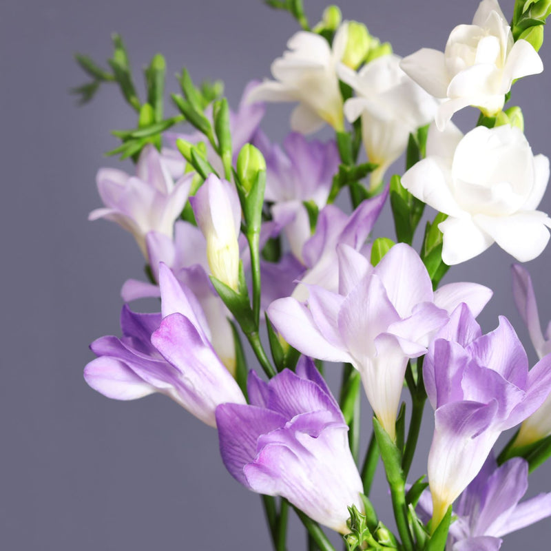 Freesia Clear Skies Collection