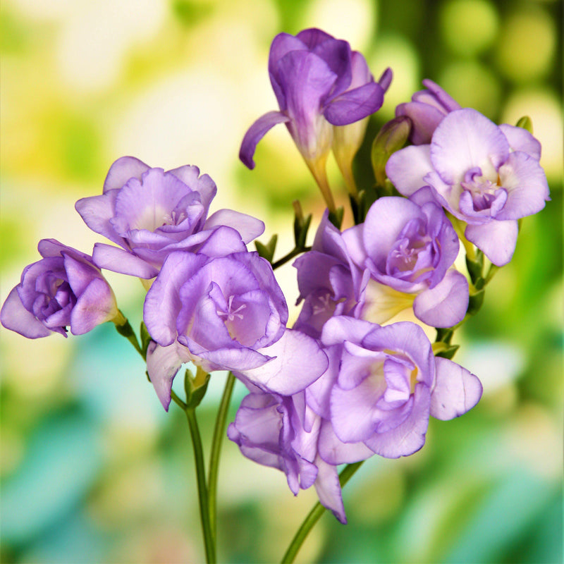 Freesia Double Blue