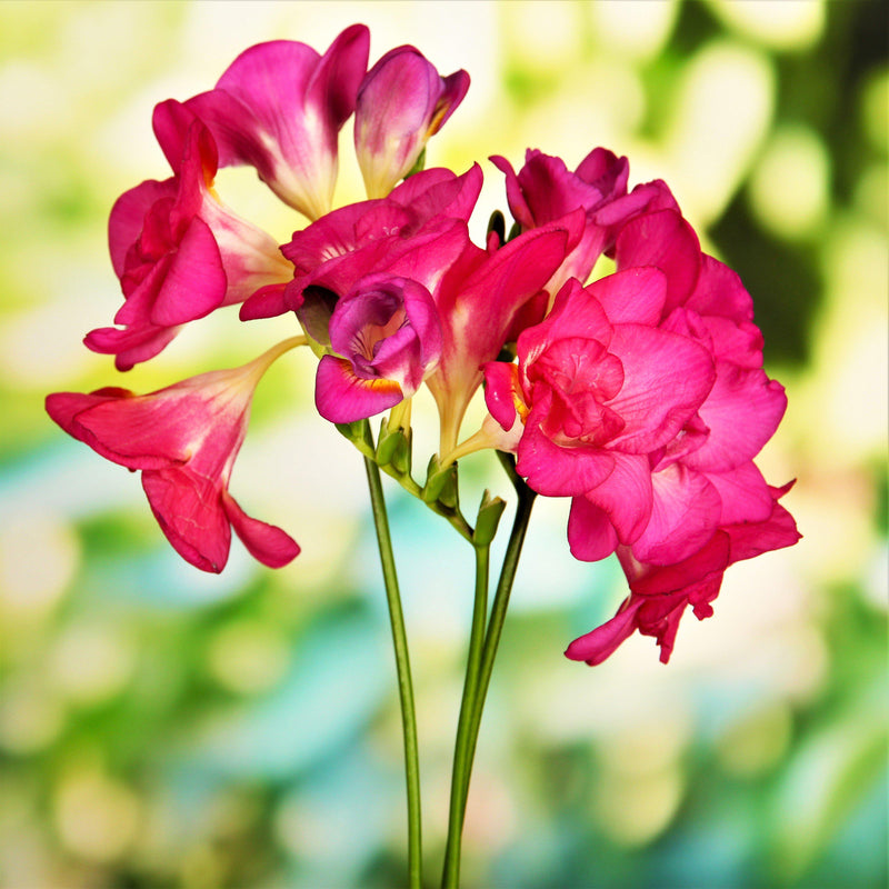 Freesia Double Pink