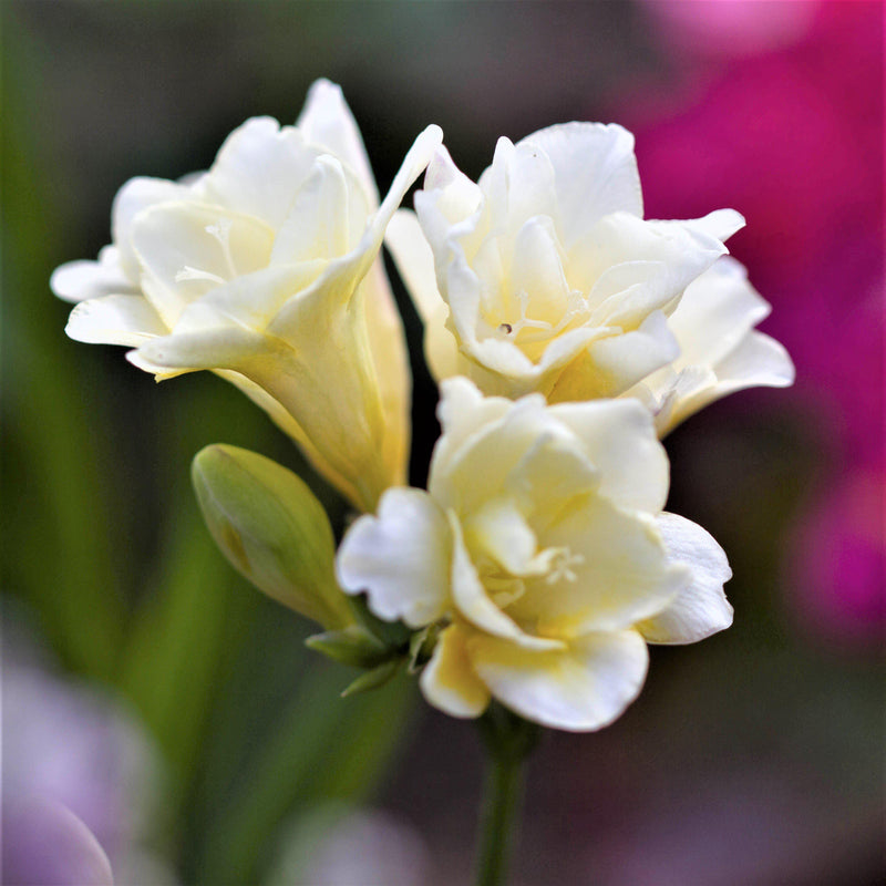 Freesia Double White