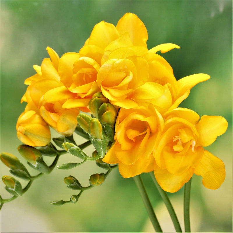 Freesia Double Yellow