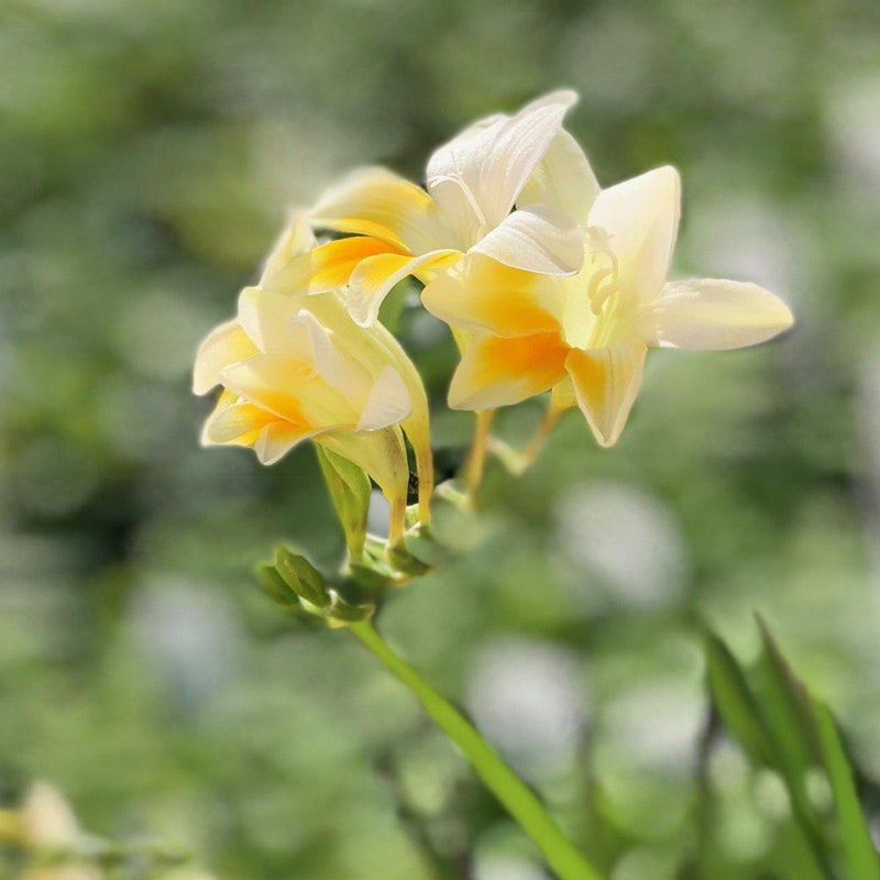 Freesia Heirloom Antique Alba