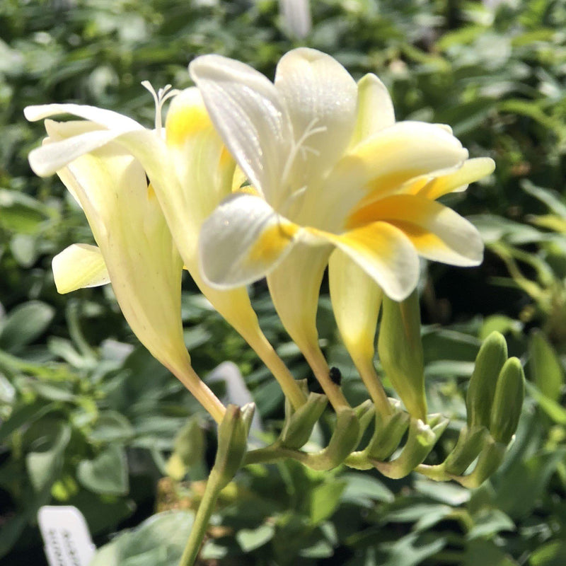 Freesia Heirloom Antique Alba