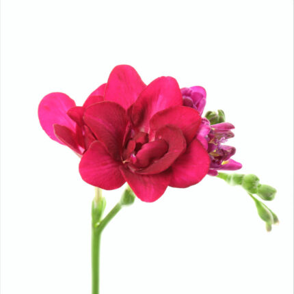 Freesia Double Pink