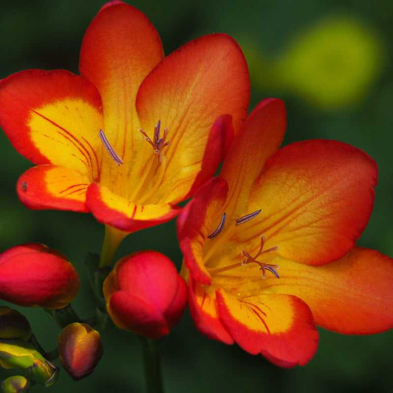 Freesia Single Bi-Color