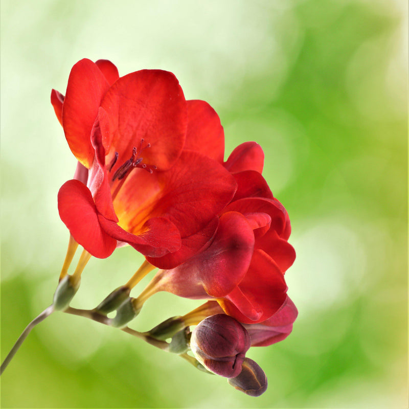 Freesia Single Bi-Color