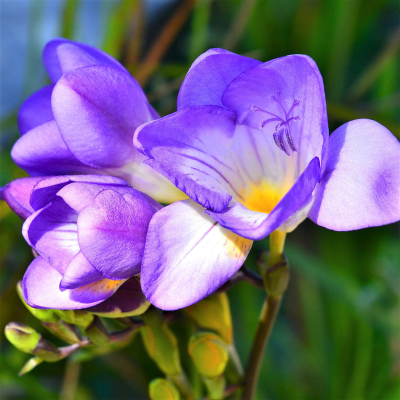 Freesia Single Blue