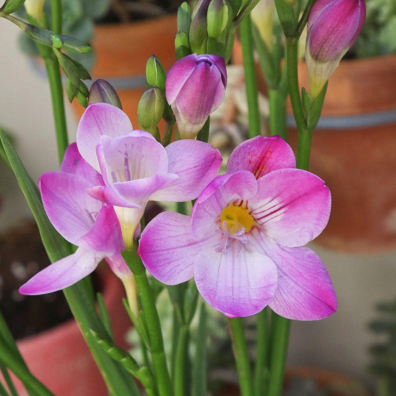 Freesia Single Pink