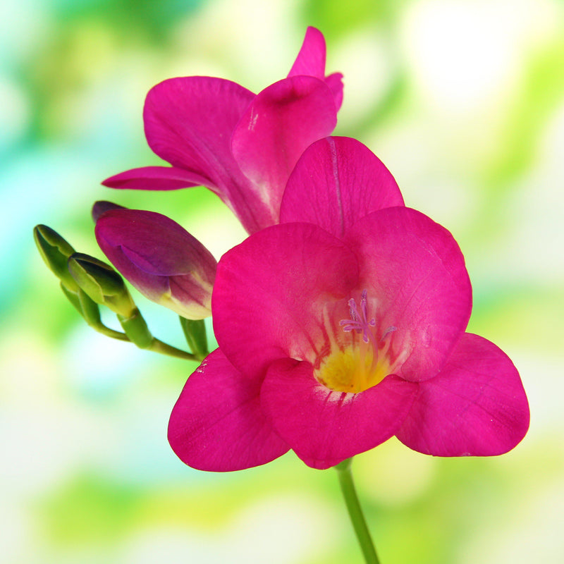 Freesia Single Pink