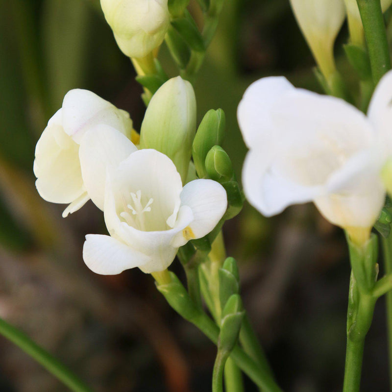 Freesia White Wonder Collection