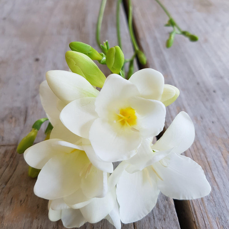 Freesia Single White