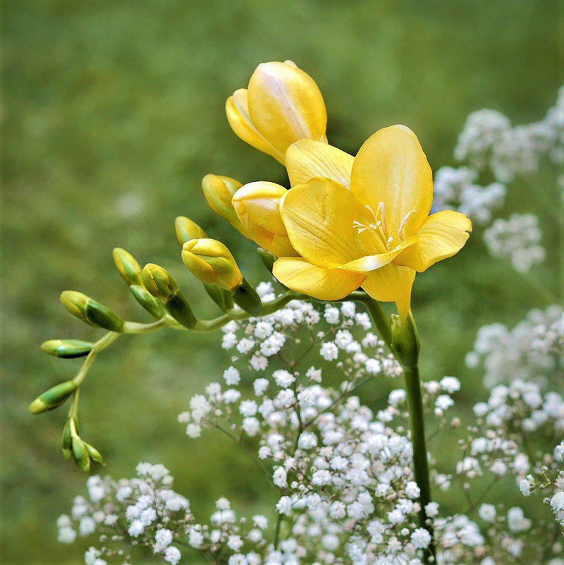 Freesia Single Yellow