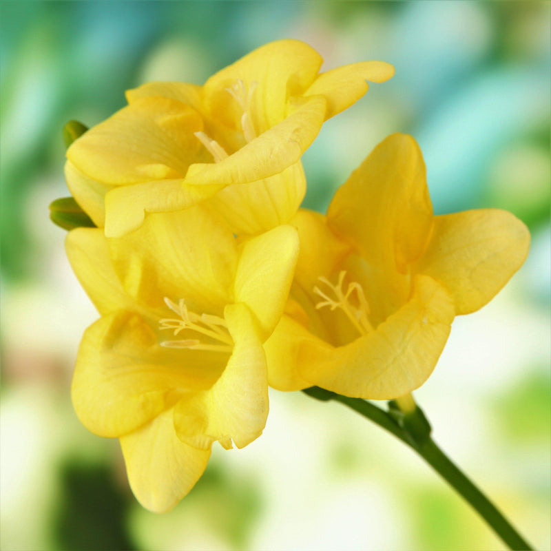 Freesia Single Yellow