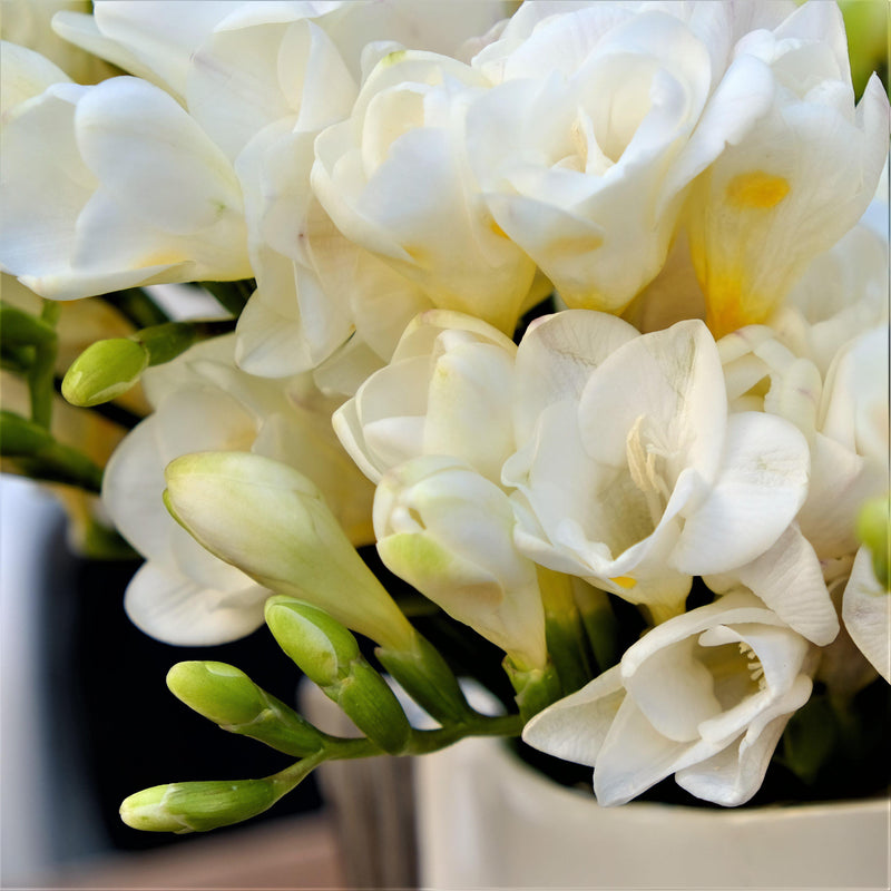 Freesia White Wonder Collection