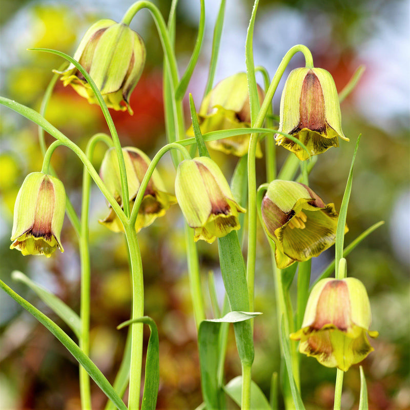 Fritillaria Acmopetala