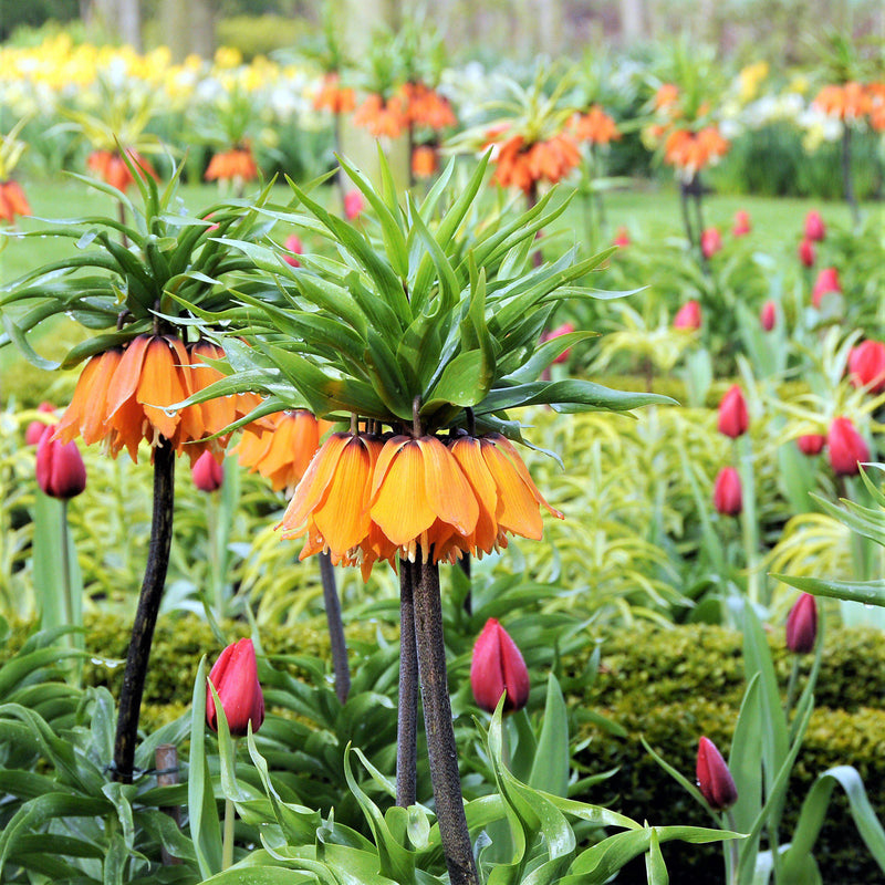 Fritillaria Crown Imperial Aurora