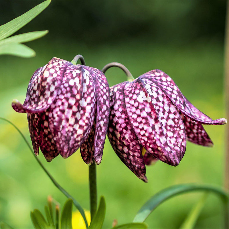 Fritillaria Checkered Lily Meleagris