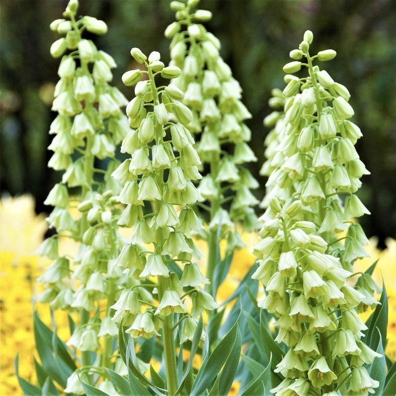 Fritillaria Persica Alba