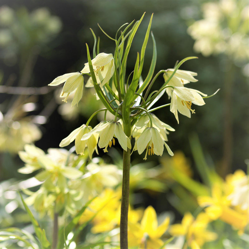 Fritillaria Raddeana