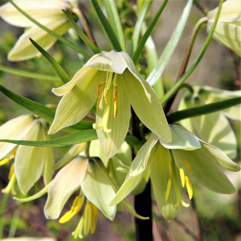 Fritillaria Raddeana