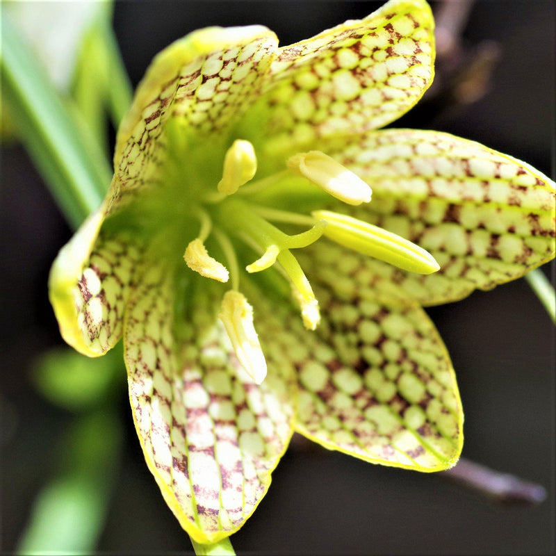 Fritillaria Thunbergii