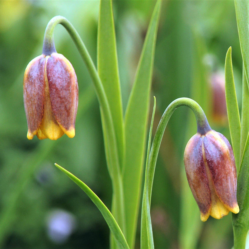 Fritillaria Uva Vulips