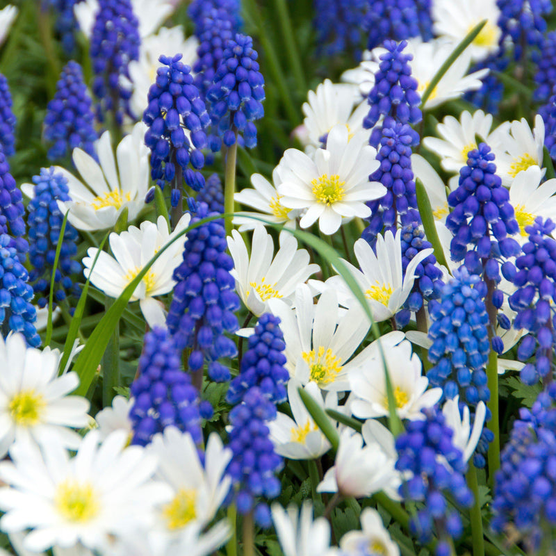 Anemone and Muscari - Fun and Flirty Blend