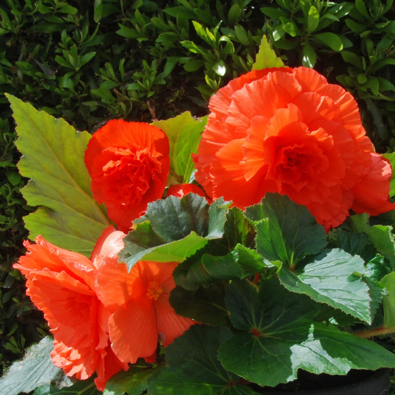 Begonia Giant Ruffled Orange