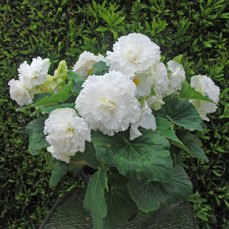 Begonia Giant Ruffled White