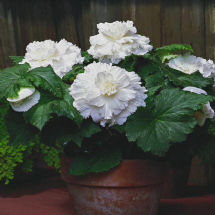 Begonia Giant Ruffled White