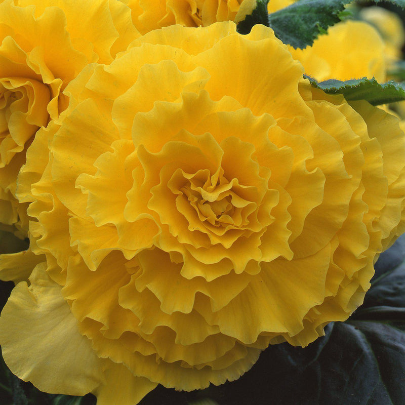 Begonia Giant Ruffled Yellow