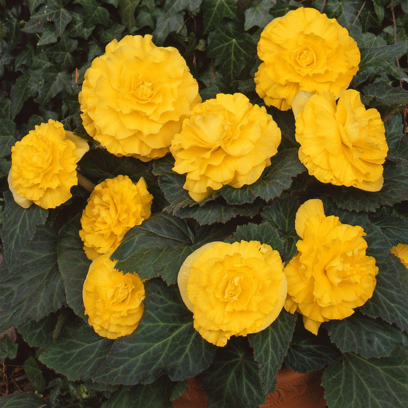 Begonia Giant Ruffled Yellow