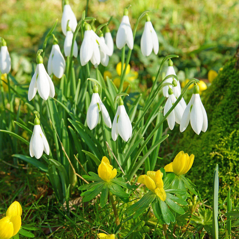 Winter's End Blend - Eranthis & Galanthus