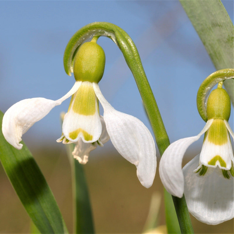 Galanthus Giant Snowdrop 'Elwesii'