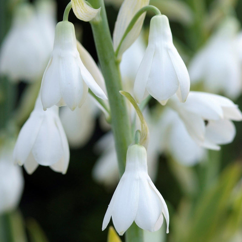 Galtonia candicans