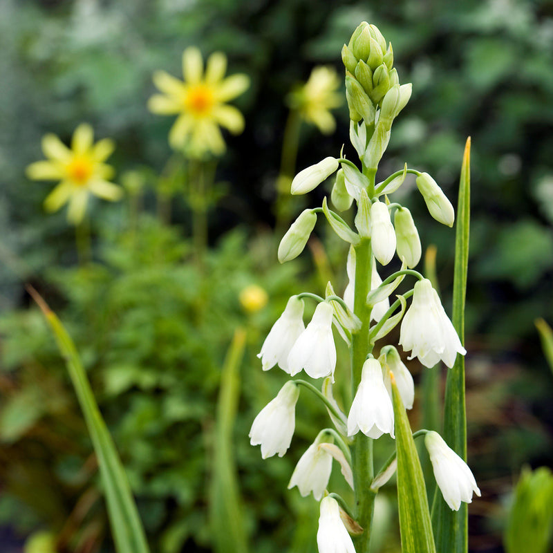 Galtonia candicans