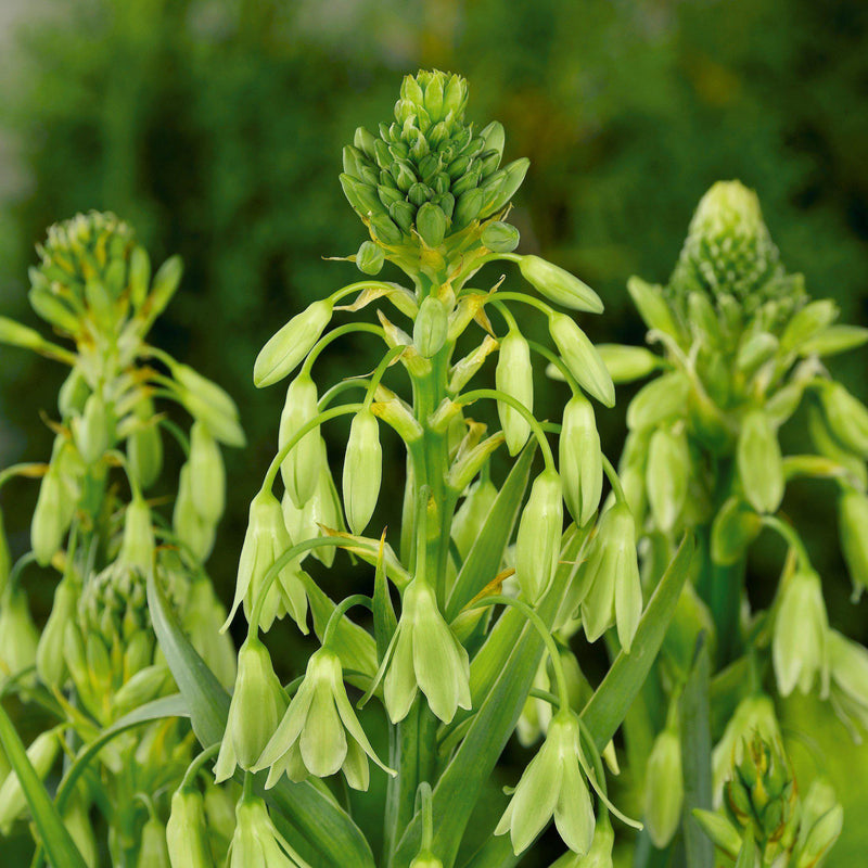 Galtonia Viridiflora