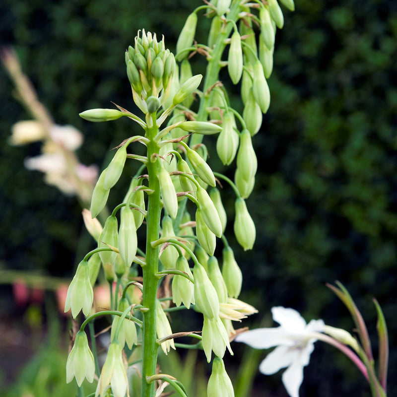 Galtonia Viridiflora