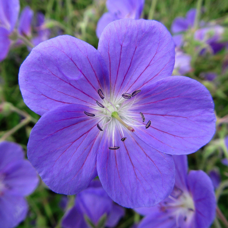 Geranium (Perennial) Brookside