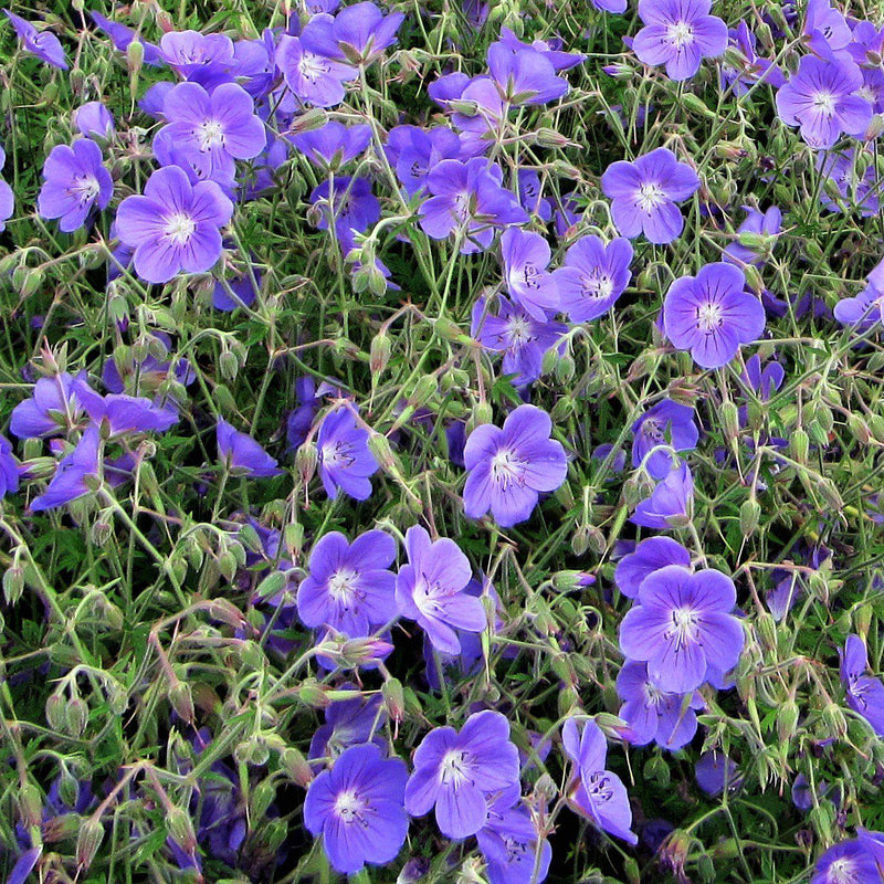 Geranium (Perennial) Brookside