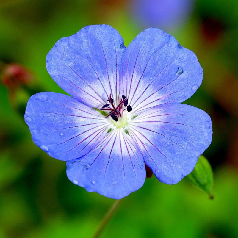 Geranium (Perennial) Johnsons' Blue