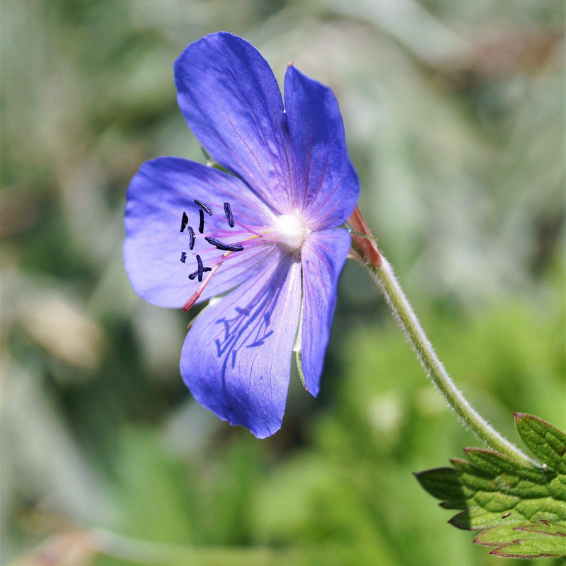 Geranium (Perennial) Johnsons' Blue