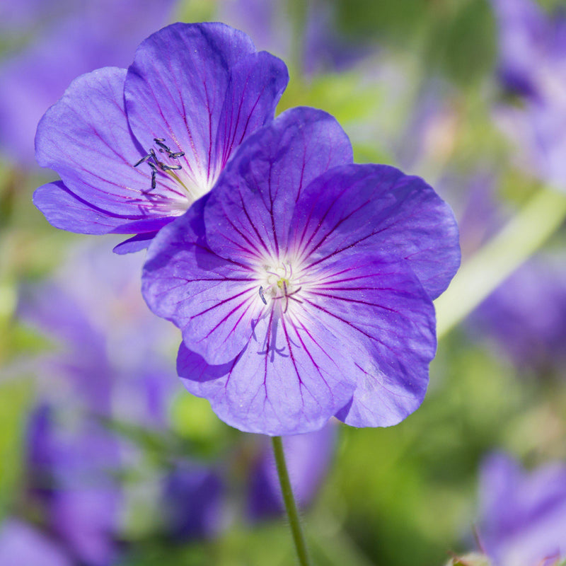 Geranium (Perennial) Kashmir Purple