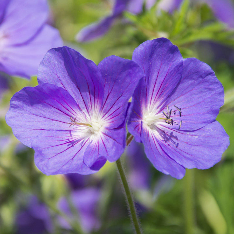 Geranium (Perennial) Kashmir Purple