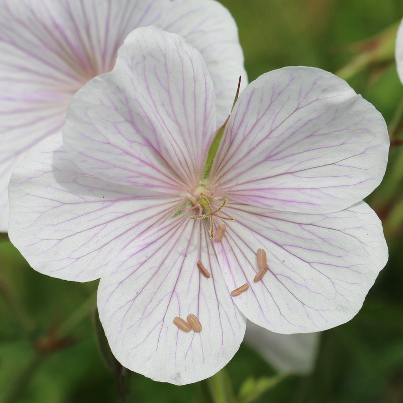 Geranium Kashmir White