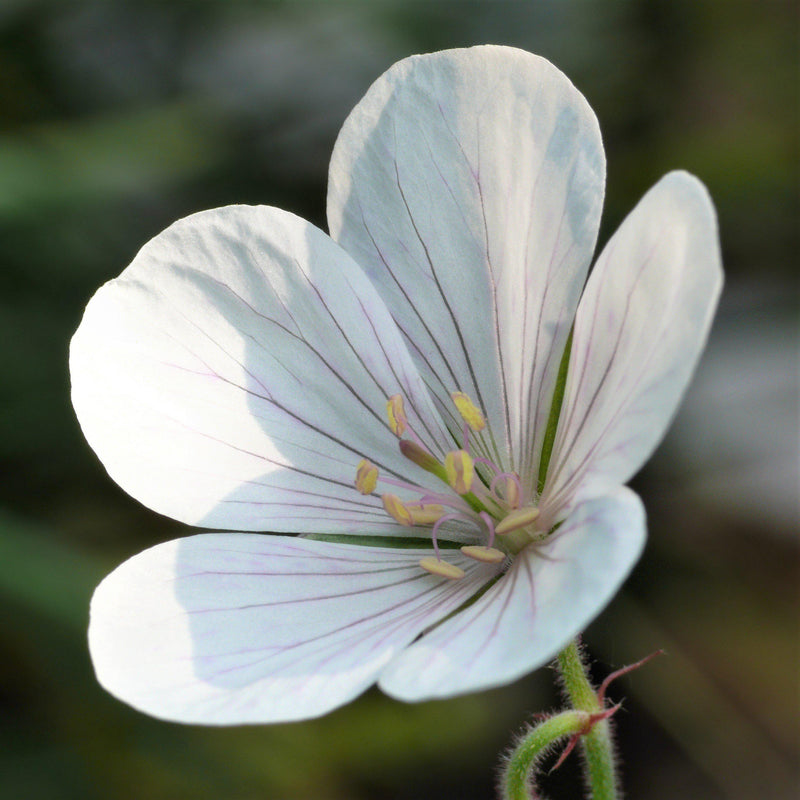 Geranium Kashmir White